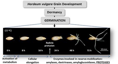 Plant Proteases: From Key Enzymes in Germination to Allies for Fighting Human Gluten-Related Disorders